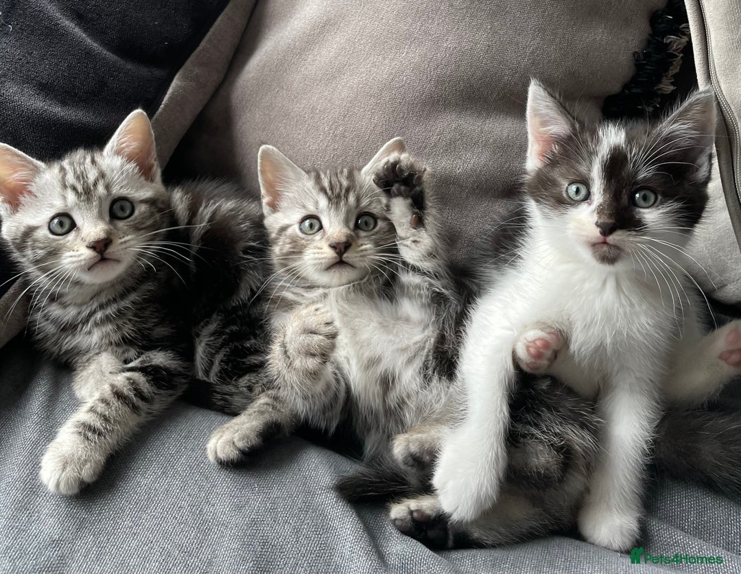 American Shorthair cats for sale: Three beautiful Kittens  - Image 2
