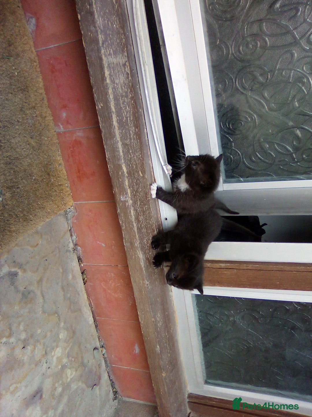 Mixed Breed cats for sale: Three black/white kittens need new home - Image 4