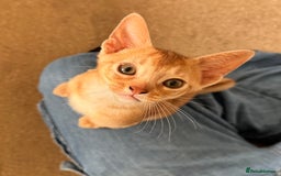 Abyssinian cats for sale: Fawn Abyssinian Kitten 🌟 in Hove - Image 8