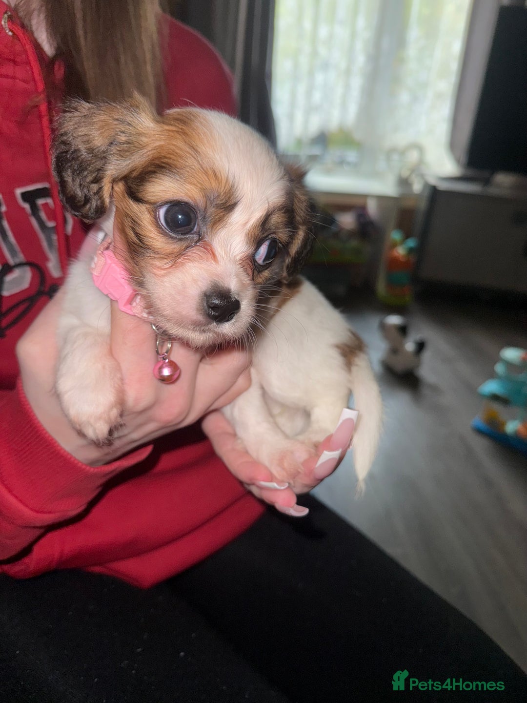 Cava Tzu dogs for sale: 6 cava tzu puppies - Advert 5