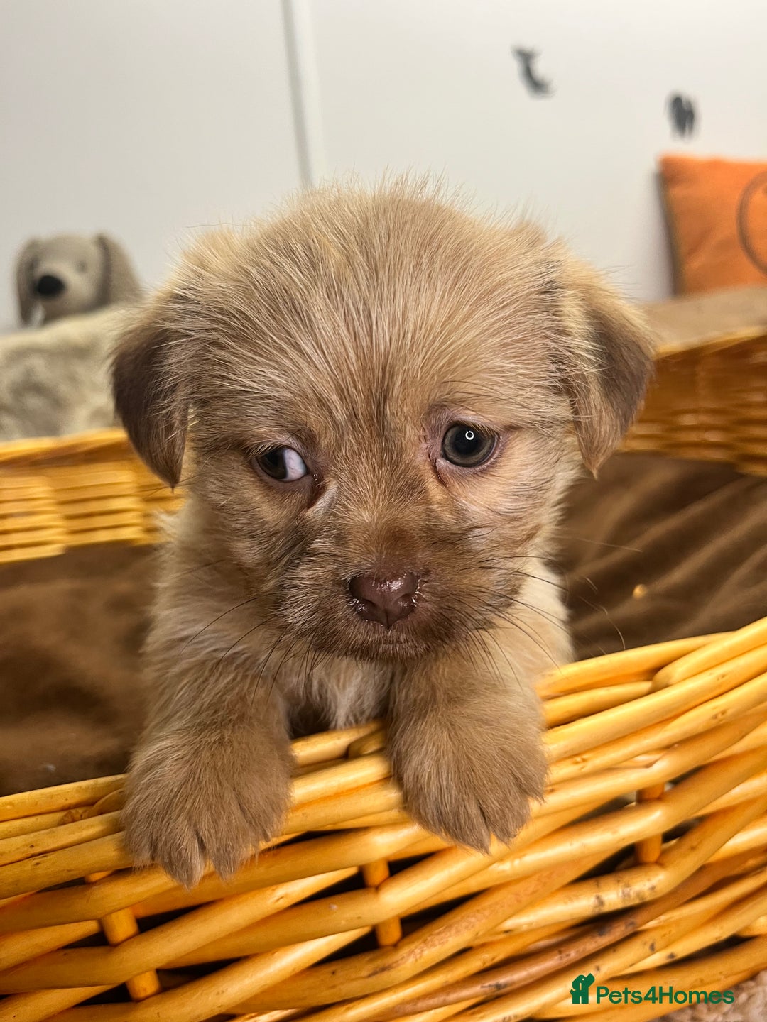 Jack Russell dogs for sale: Beautiful Broken Coated  - Advert 12