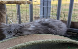 Persian cats for sale: ADORABLE RUSSIAN BLUE X PERSIAN KITTENS - Image 5