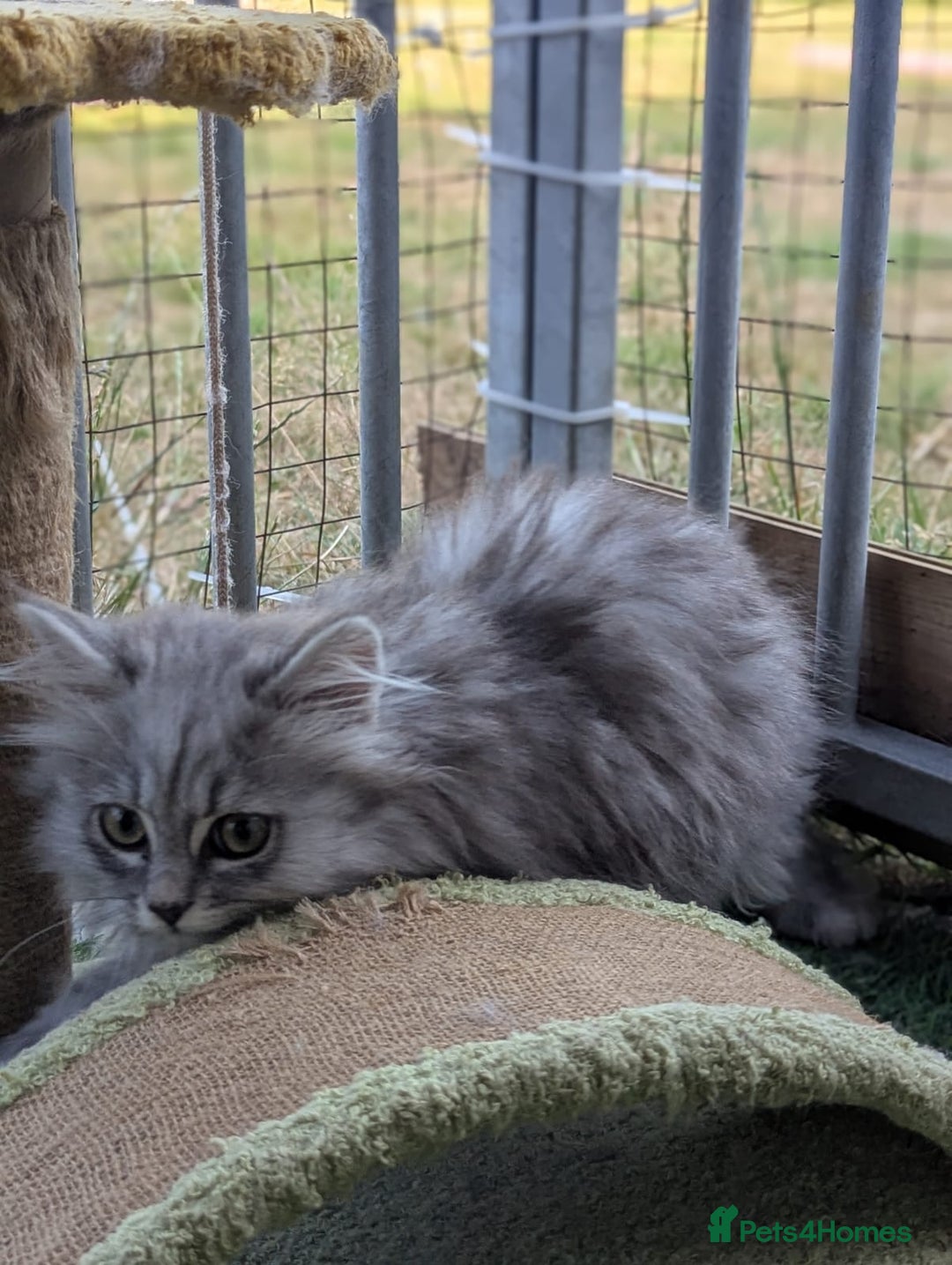 Persian cats for sale: ADORABLE RUSSIAN BLUE X PERSIAN KITTENS - Image 5