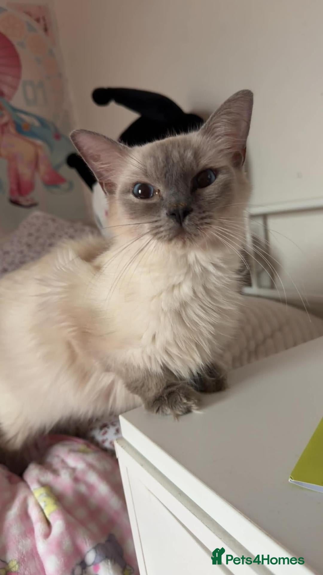 Ragdoll cats for sale: RAGDOLL KITTENS FOR SALE - Advert 13