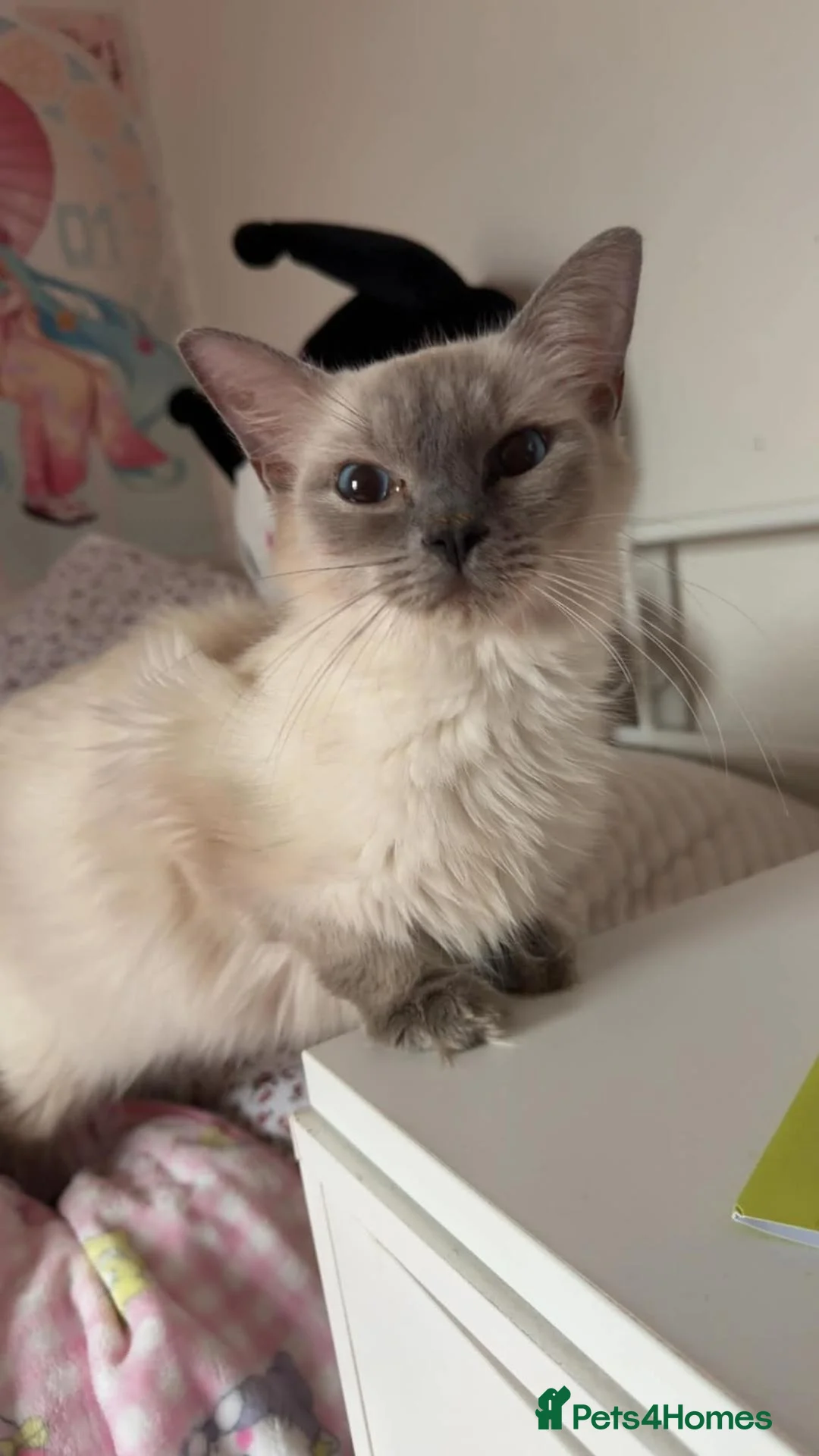 Ragdoll cats for sale: RAGDOLL KITTENS FOR SALE - Advert 1