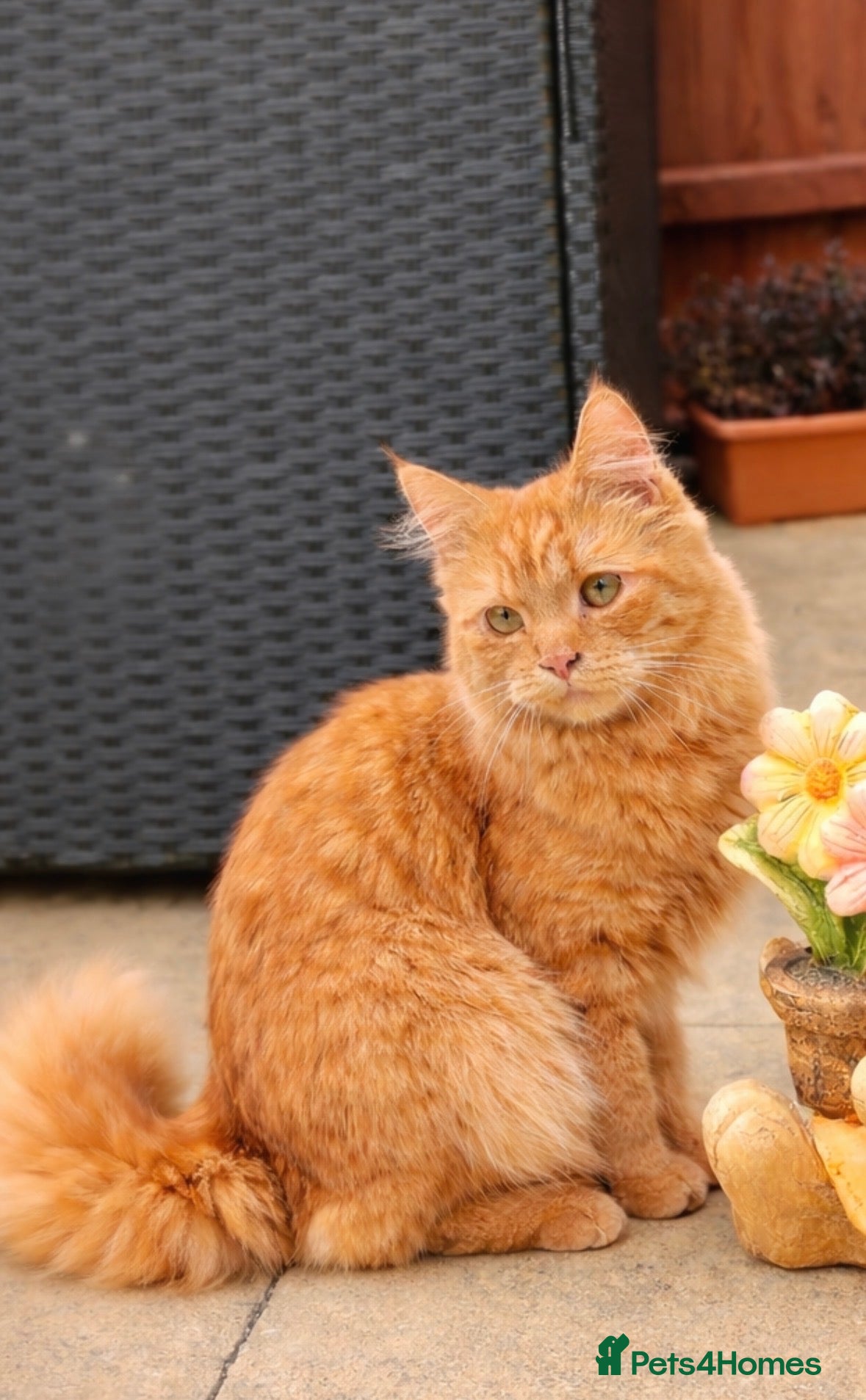 Mixed Breed cats Beautiful orange long hair female  - Advert 13