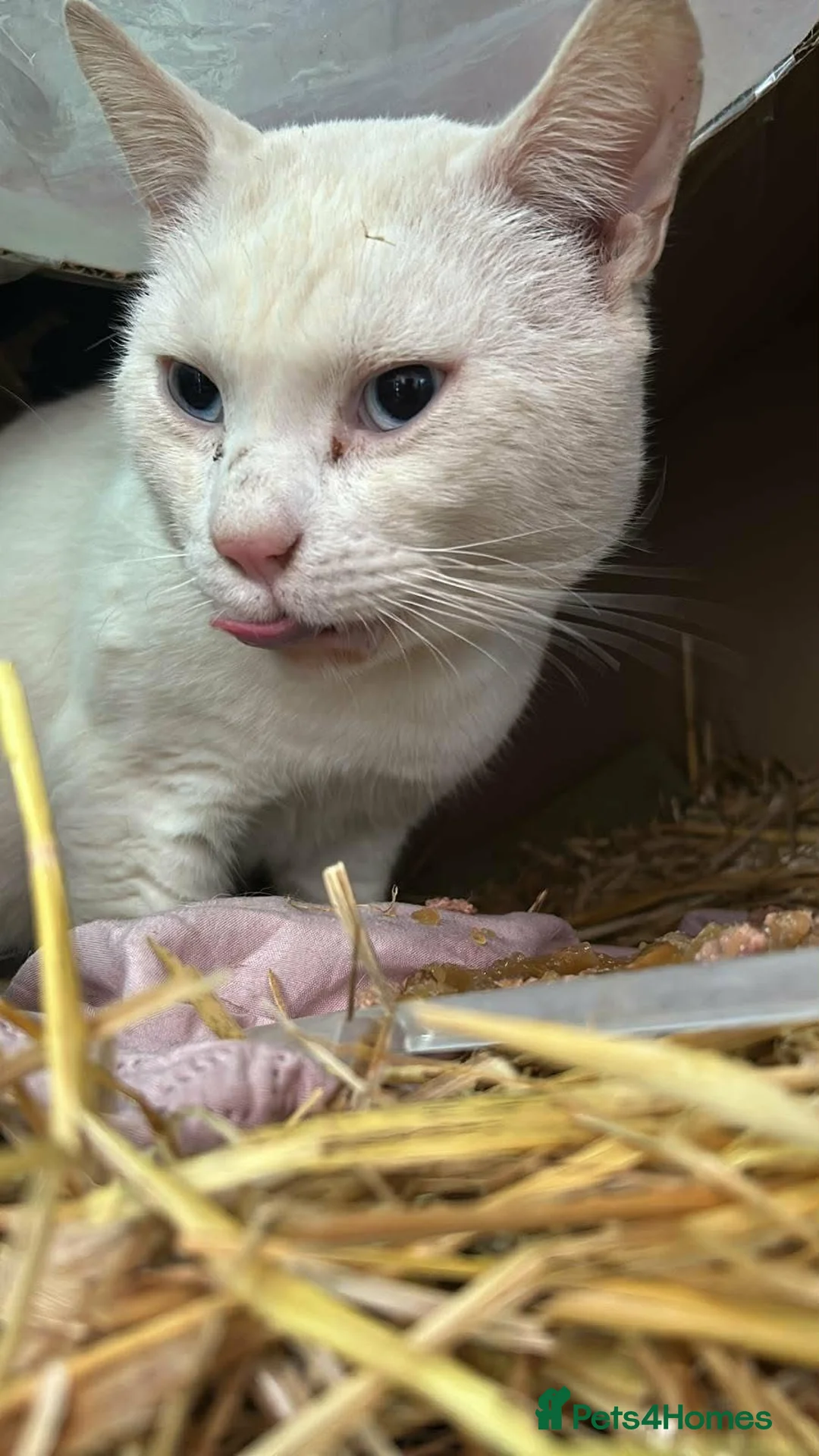 Mixed Breed cats for sale: 6-year-old rescue cat who seeks calm, loving home. - Advert 2