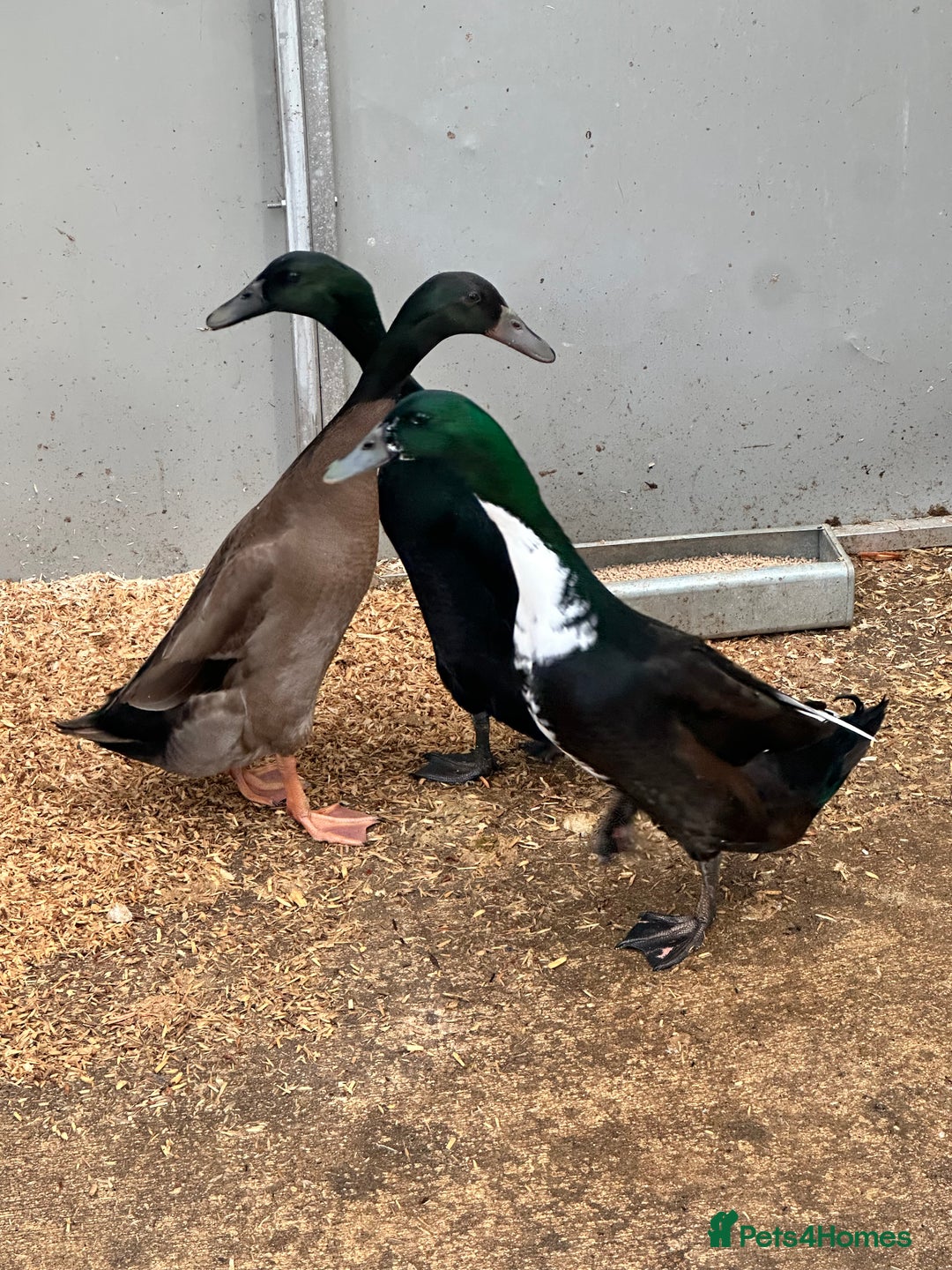 Ducks poultry for sale: Indian runner ducks  - Advert 3