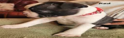 Boston Terrier dogs for sale: Beautiful Boston Babies looking for forever family - Advert 4