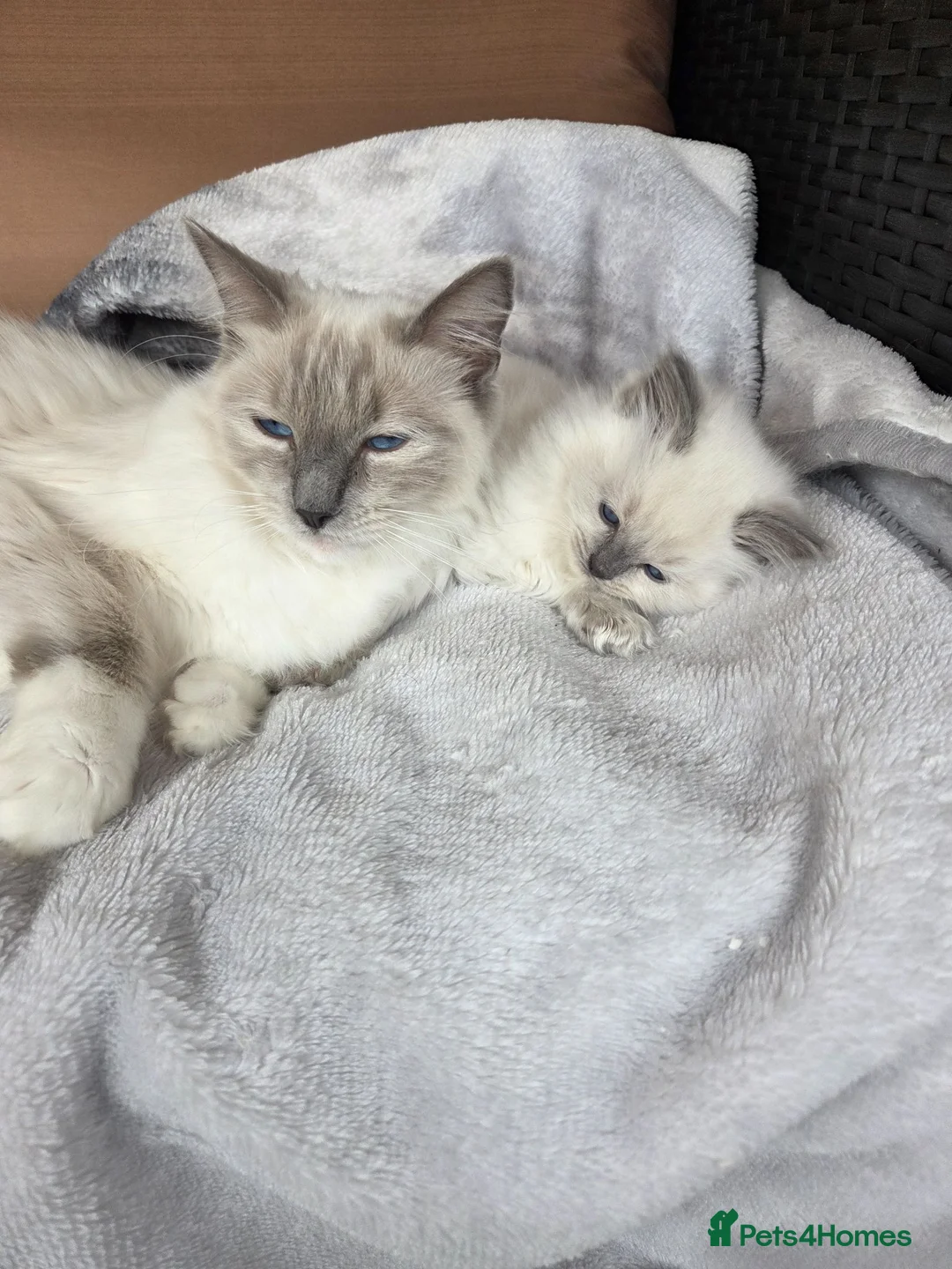 Ragdoll cats for sale: Pure ragdoll kittens - Advert 2