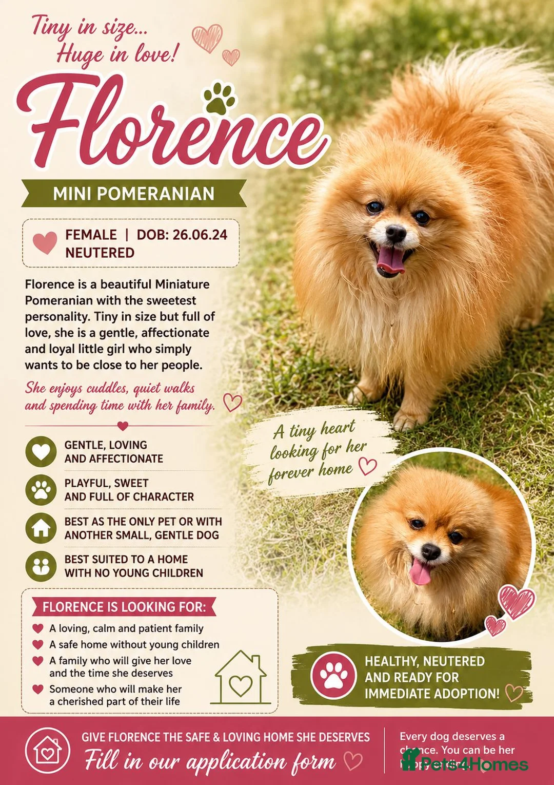 Pomeranian dogs for adoption: FLORENCE – Miniature Pomeranian in Caterham - Advert 2