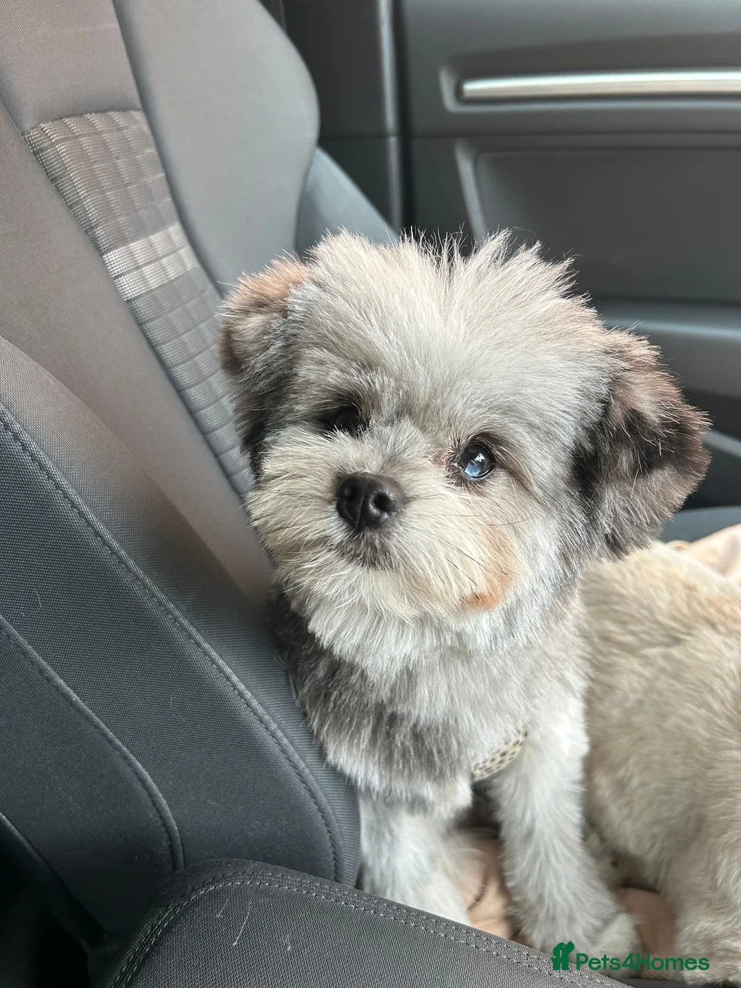 Pomapoo dogs for stud: Merle Pomapoo in Newark - Advert 5