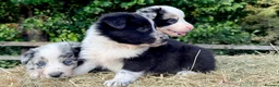 Border Collie dogs for sale: Beautiful Border Collies, proven agility obedience - Advert 22