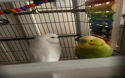 Budgerigars birds for sale: Budgies and set up  - Image 3