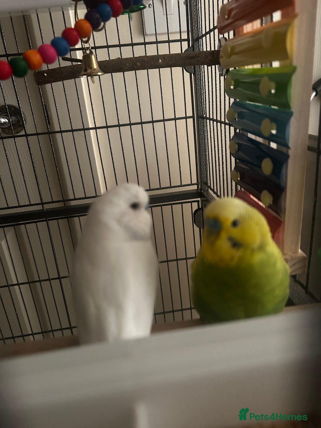 Budgerigars birds for sale: Budgies and set up  - Image 3