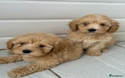 Maltipoo dogs for sale: Quality Korean maltipoos - Image 12