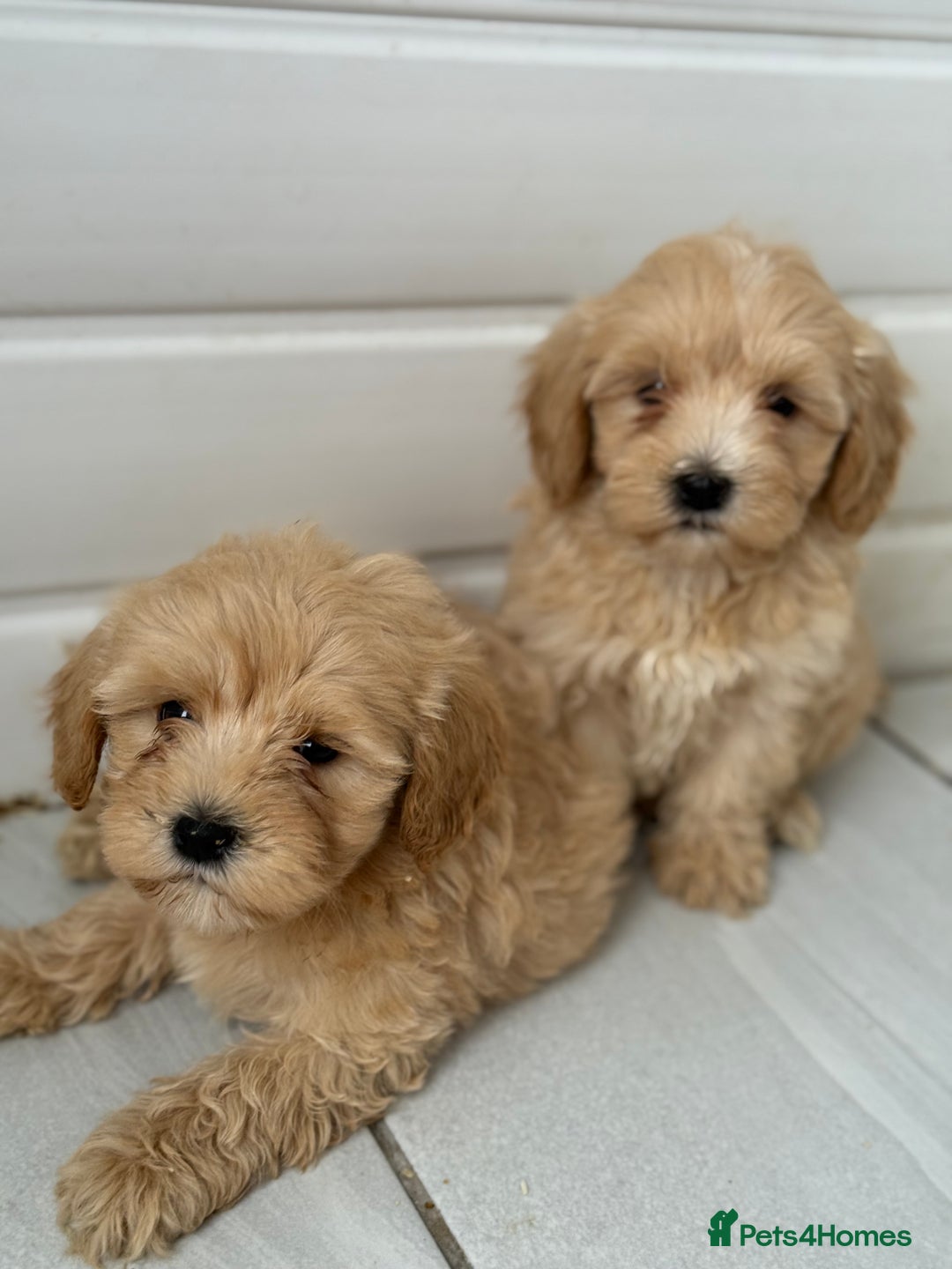 Maltipoo dogs for sale: Quality Korean maltipoos - Image 12