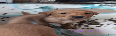 Labrador Retriever 2