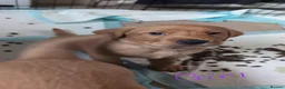 Labrador Retriever dogs for sale: Fox red labrador puppies for sale - Advert 10