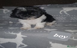 Shih Tzu dogs for sale: Shih tzu puppies - Image 6