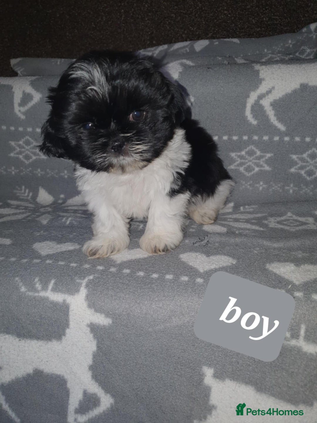 Shih Tzu dogs for sale: Shih tzu puppies - Image 6