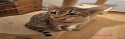 Savannah cats for sale: TICA SBTF7 Silver girl Europa very freindly - Advert 2