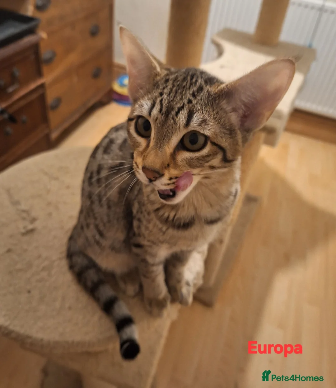 Savannah cats for sale: TICA SBTF7 Silver girl Europa very freindly - Advert 2