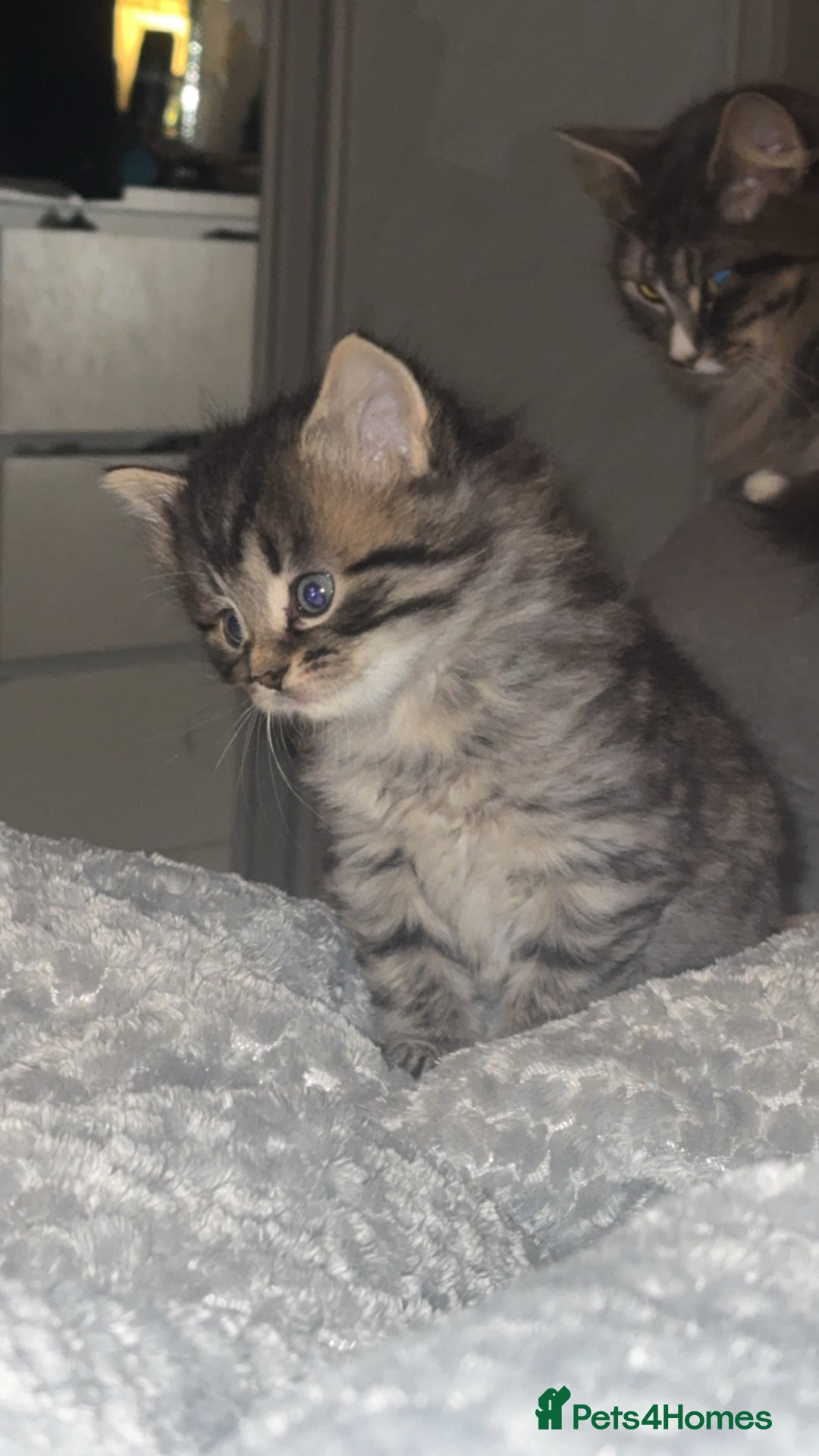 Mixed Breed cats for sale: Adorable male kittens - Advert 5