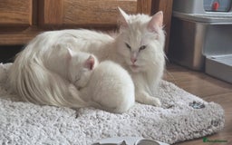Mixed Breed cats for sale: Pure white kittens Mainecoon x - Image 2
