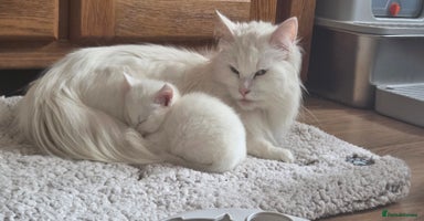 Mixed Breed cats - Advert 11