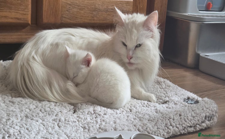 Mixed Breed cats - Advert 1