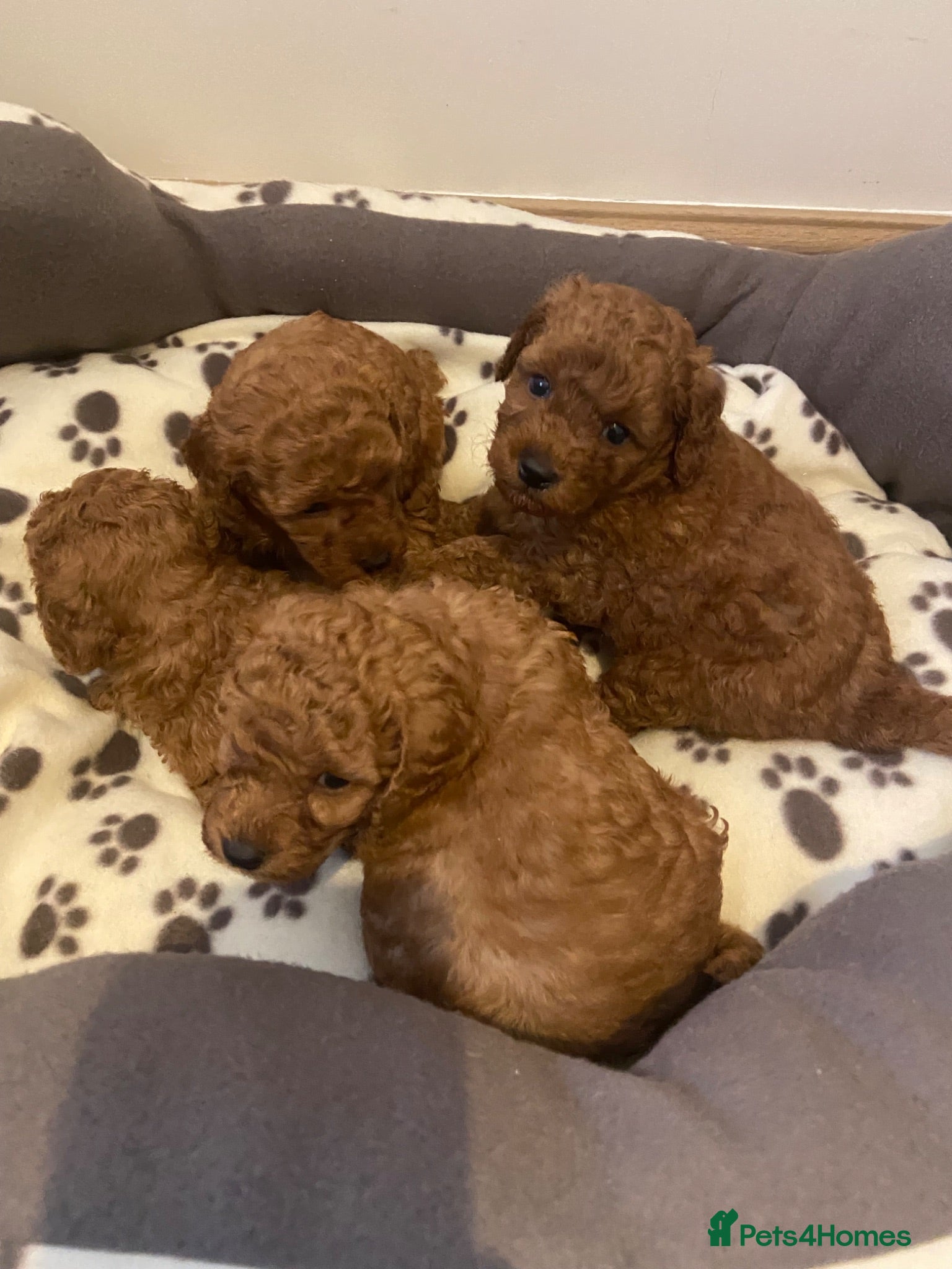 Toy Poodle dogs Toy poodle puppies  - Advert 1