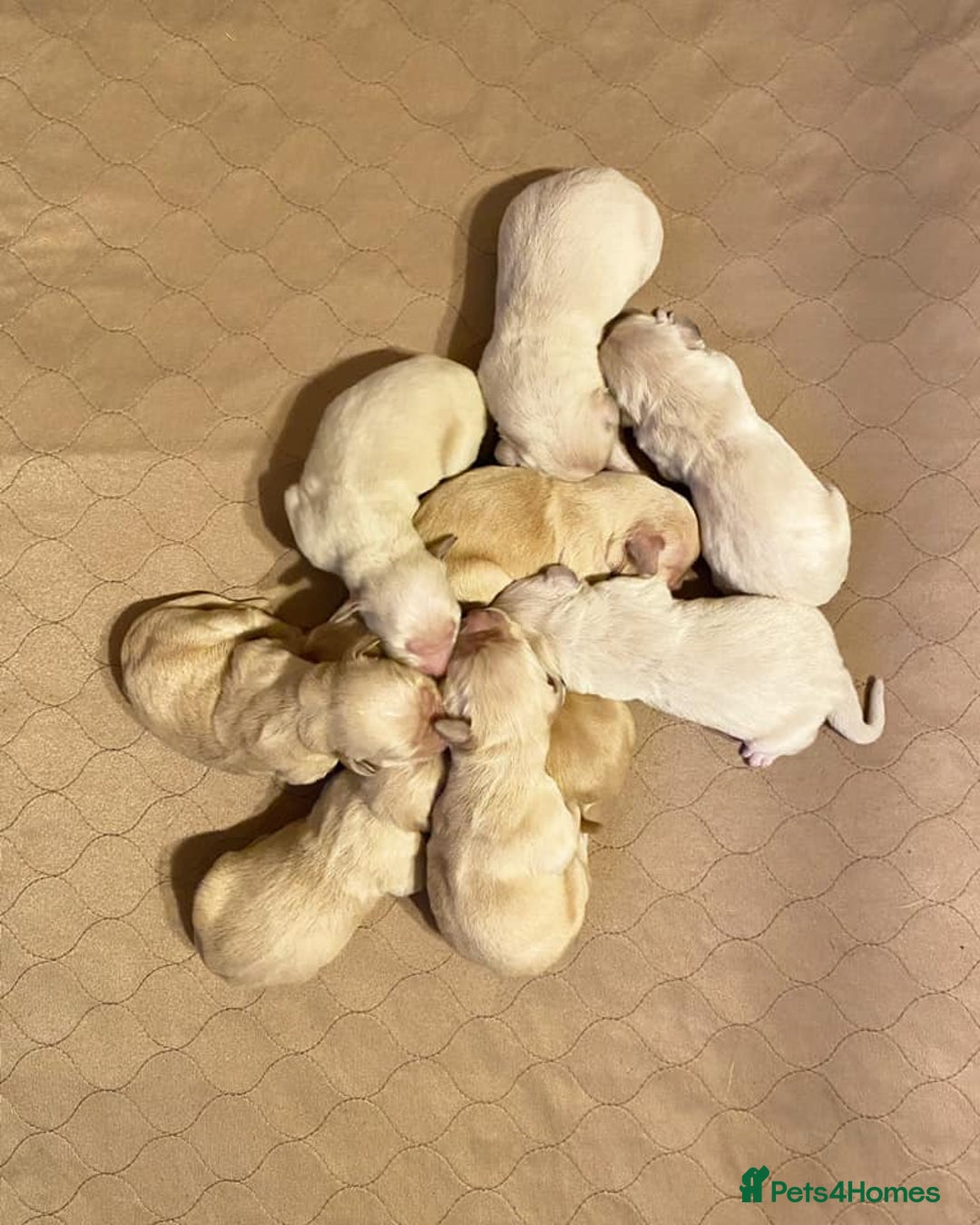 Golden Retriever dogs for sale: 🦮🐕‍🦺golden retriever puppies for sale  🐶 - Image 8