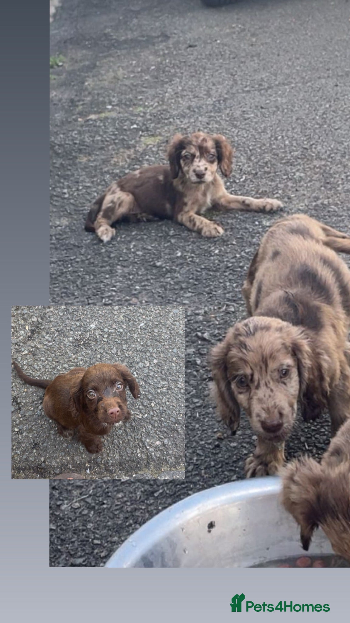 Sprocker dogs Ready now 2 boys left F1 Sprocker spaniels  - Advert 9