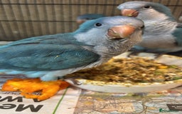 Parrots birds for sale: Hand reared baby quaker - Image 4