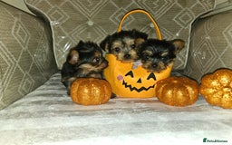 Yorkshire Terrier dogs for sale: Yorkshire terrier puppies  - Image 9