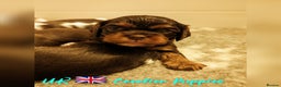 Cavalier King Charles Spaniel dogs for stud: 1st KC Registered Chocolate Cavalier Stud In UK!!  in Sutton Coldfield - Advert 1