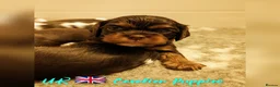Cavalier King Charles Spaniel dogs for stud: 1st KC Registered Chocolate Cavalier Stud In UK!!  in Sutton Coldfield - Advert 1