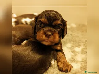 Cavalier King Charles Spaniel dogs 1st KC Registered Chocolate Cavalier Stud In UK!! in Sutton Coldfield - Advert 6
