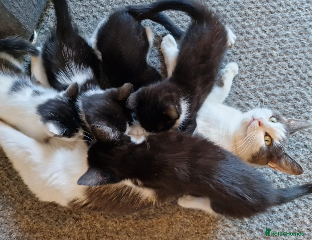 British Shorthair cats for sale: Gorgeous kittens. Boys/girls Can deliver. £60 ono - Advert 18