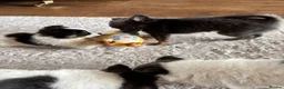 Chihuahua dogs for sale: Chihuahua Puppies  in Dudley - Advert 3