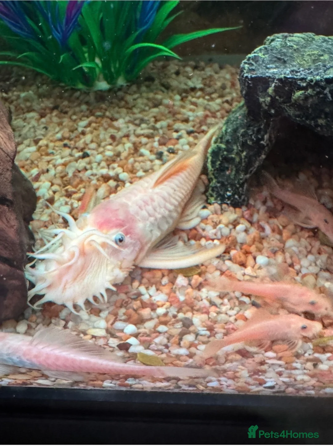 Plecos fish for sale: Plecos for sale  in Clacton-on-Sea - Advert 2