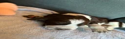 Cocker Spaniel dogs for sale: Litter of 5 - Advert 14