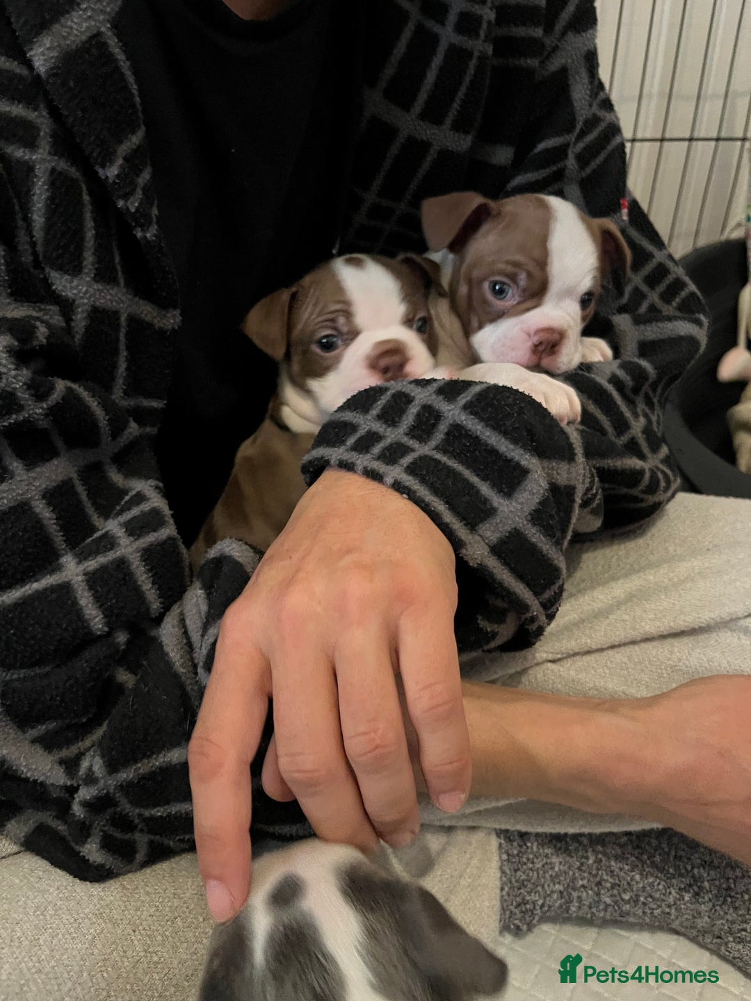 Boston Terrier dogs for sale: Stunning Bostons *1 BEAUTIFUL BOY REMAINING* - Advert 18