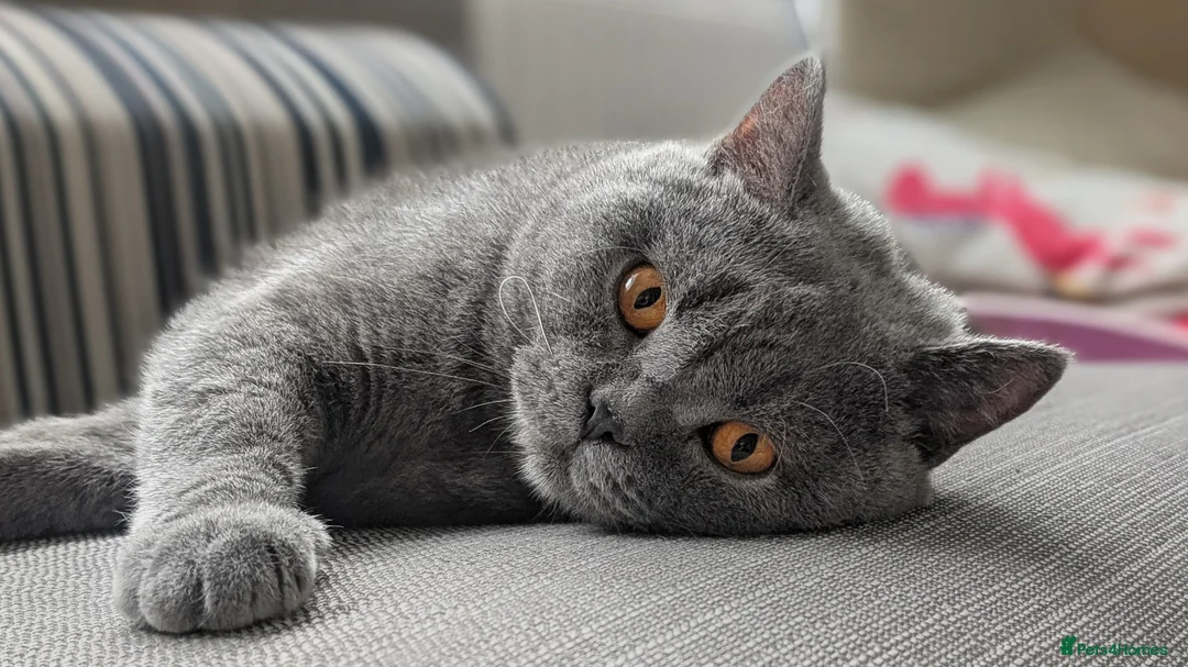 British Shorthair cats for sale: Tica Registered lilac British Shorthair boy  - Advert 22