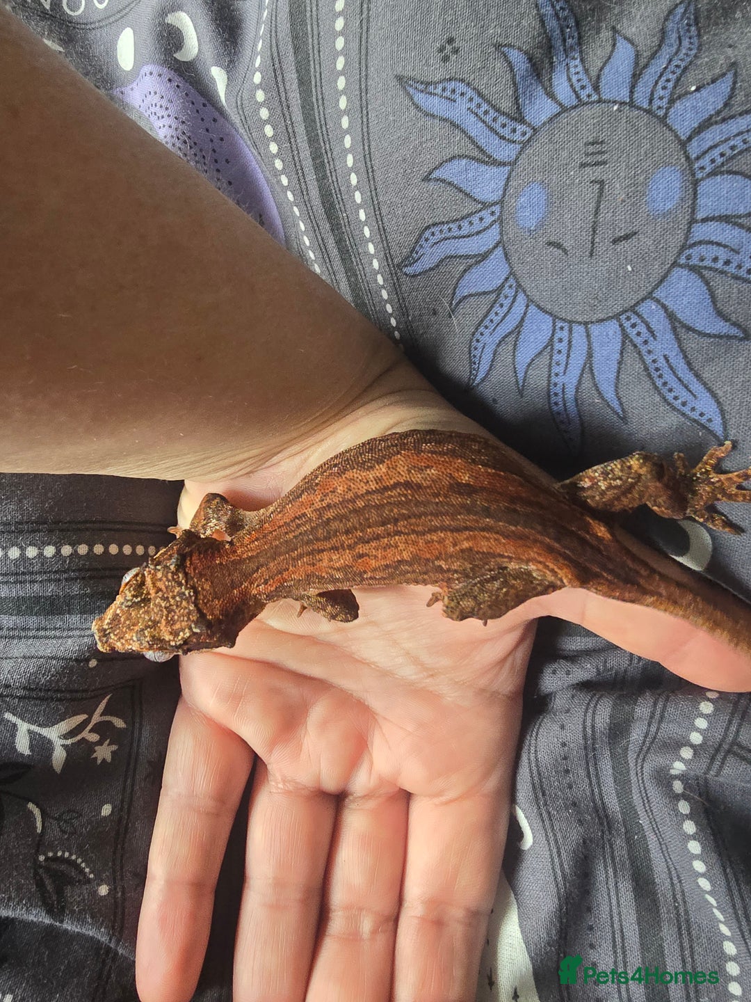 Gecko reptiles for sale: Red stripe Gargoyle Gecko with exoterra  - Image 3