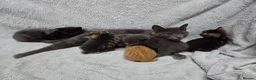 Mixed Breed cats for sale: Beautiful kittens looking for their forever homes  - Advert 5