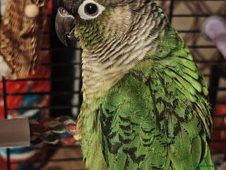 Conures birds Lovely green cheek concert - Advert 3