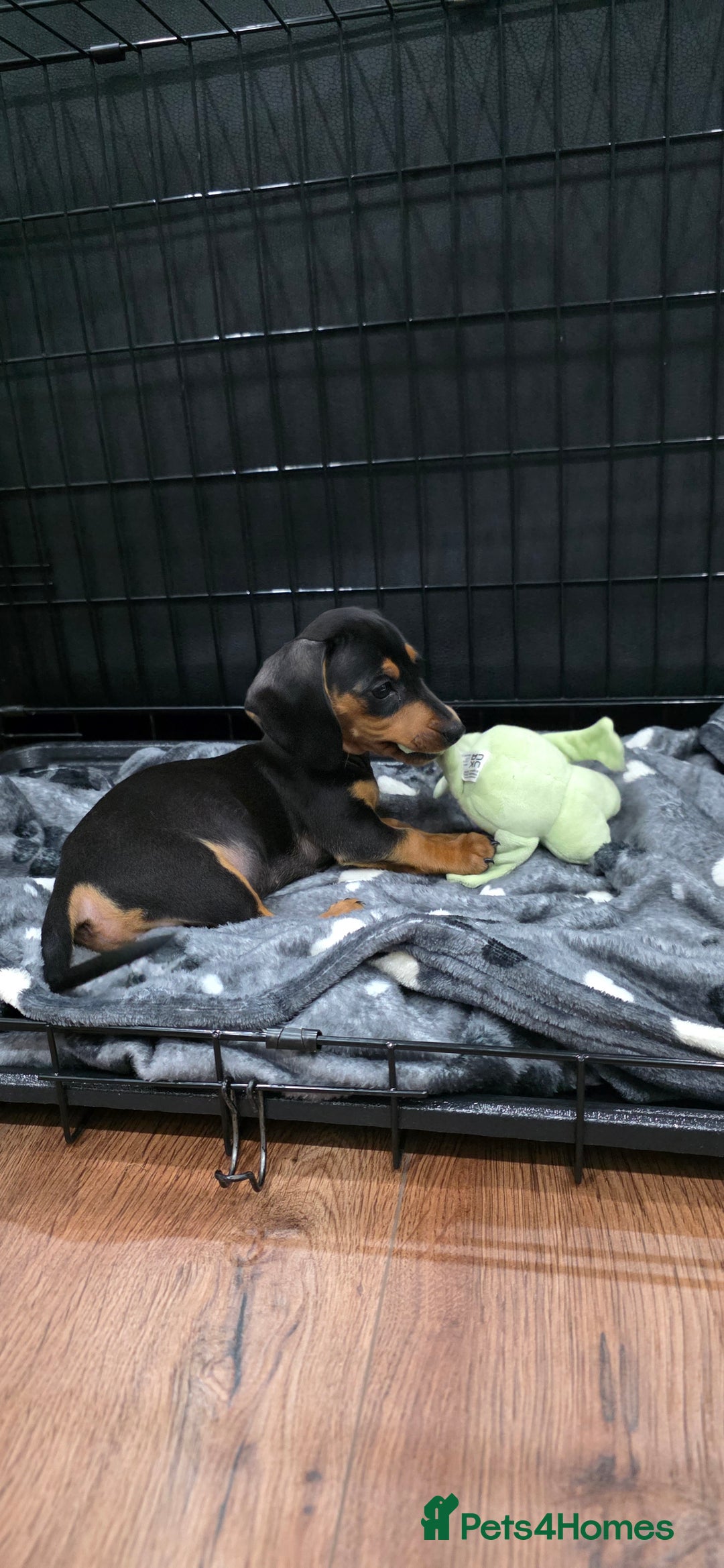 Dachshund dogs for sale: Dachshund puppy Male - Image 4