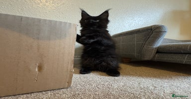 Maine Coon cats - Advert 11